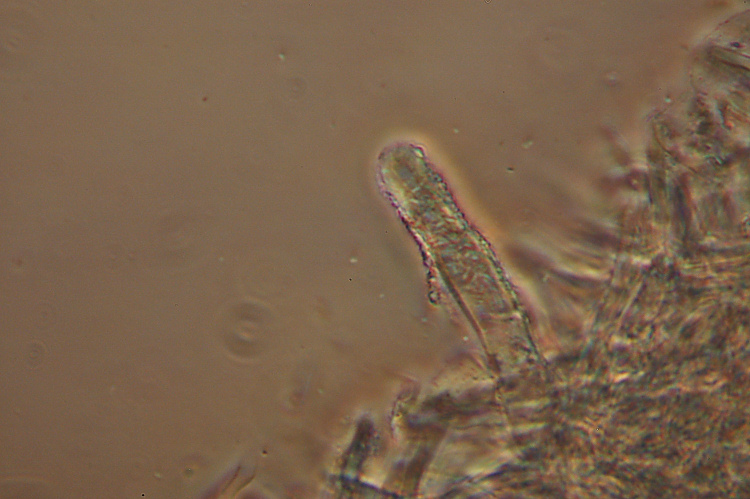Crosta aranciata - foto 3235 (Steccherinum ochraceum)